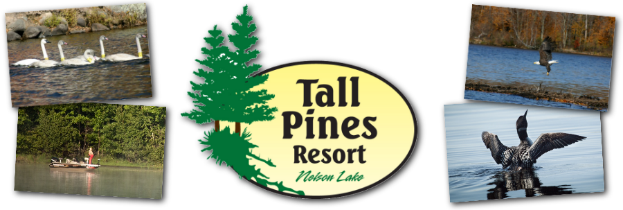 TallPines-logo.png