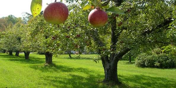 28daf886-5384-48ab-b51e-6597639ea586-apple-orchard.jpg